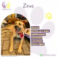 Zeus 