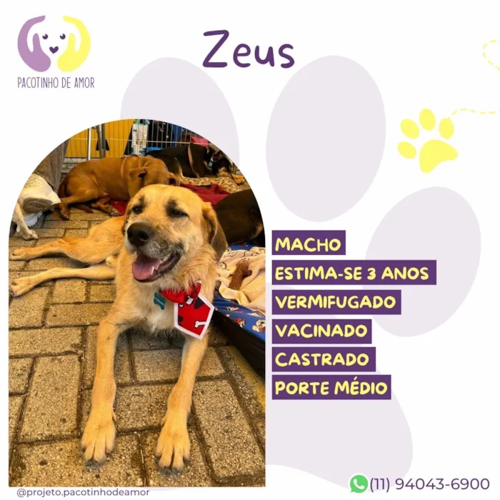 Cachorro raça SRD-ViraLata idade 3 anos nome Zeus 