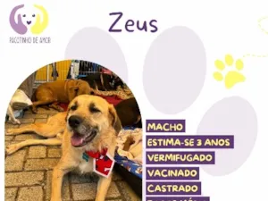 Cachorro raça SRD-ViraLata idade 3 anos nome Zeus 