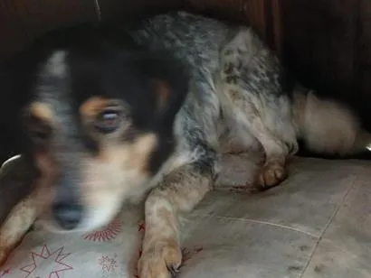 Cachorro raça SRD-ViraLata idade 6 ou mais anos nome Bethovinha