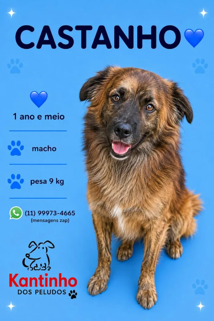 Cachorro raça SRD-ViraLata idade 1 ano nome Castanho