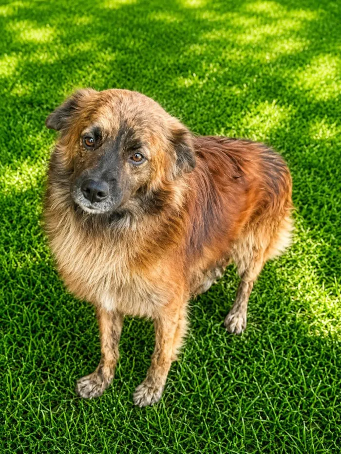 Cachorro raça SRD-ViraLata idade 1 ano nome Castanho