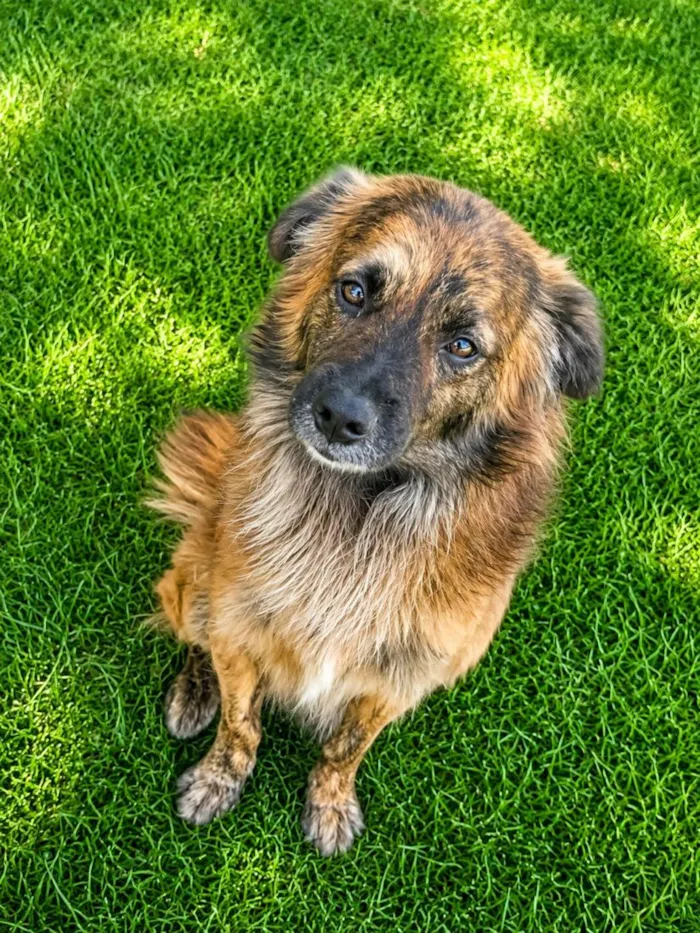 Cachorro raça SRD-ViraLata idade 1 ano nome Castanho
