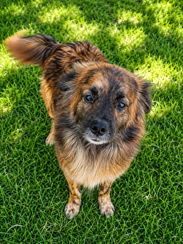 Cachorro raça SRD-ViraLata idade 1 ano nome Castanho