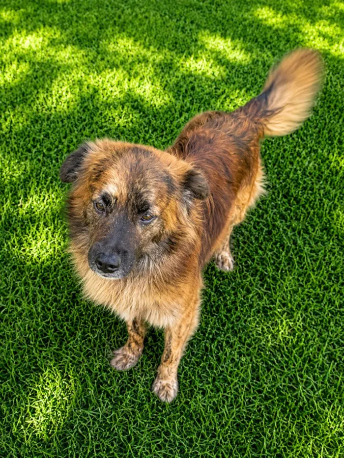 Cachorro raça SRD-ViraLata idade 1 ano nome Castanho