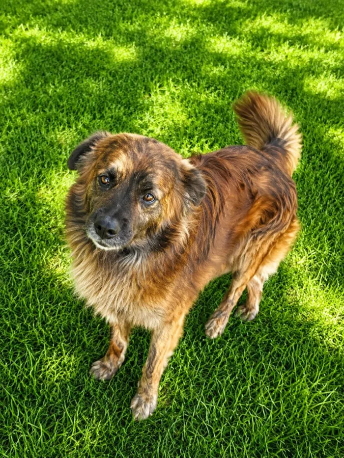 Cachorro raça SRD-ViraLata idade 1 ano nome Castanho