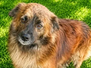 Cachorro raça SRD-ViraLata idade 1 ano nome Castanho