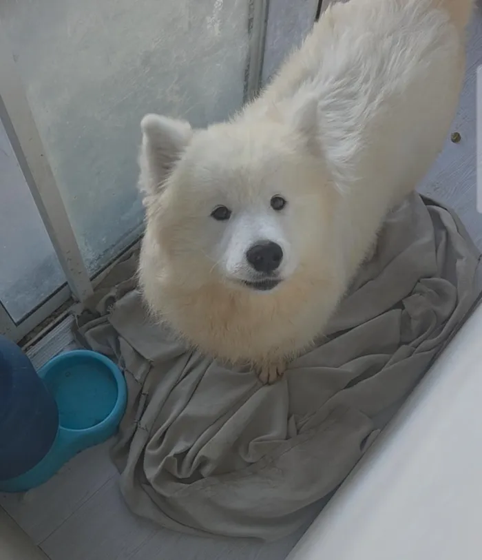 Cachorro raça Lhasa Apso idade 7 a 11 meses nome Samoieda-Snow