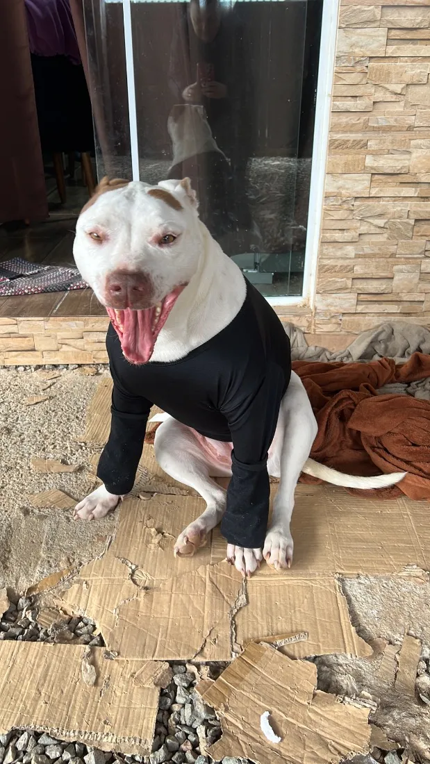 Cachorro raça Pit-Bull idade 4 anos nome Cristal 