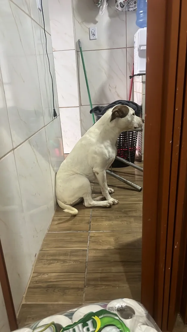 Cachorro raça Pit-Bull idade 4 anos nome Cristal 