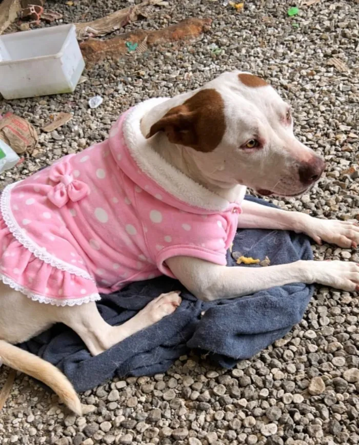 Cachorro raça Pit-Bull idade 4 anos nome Cristal 