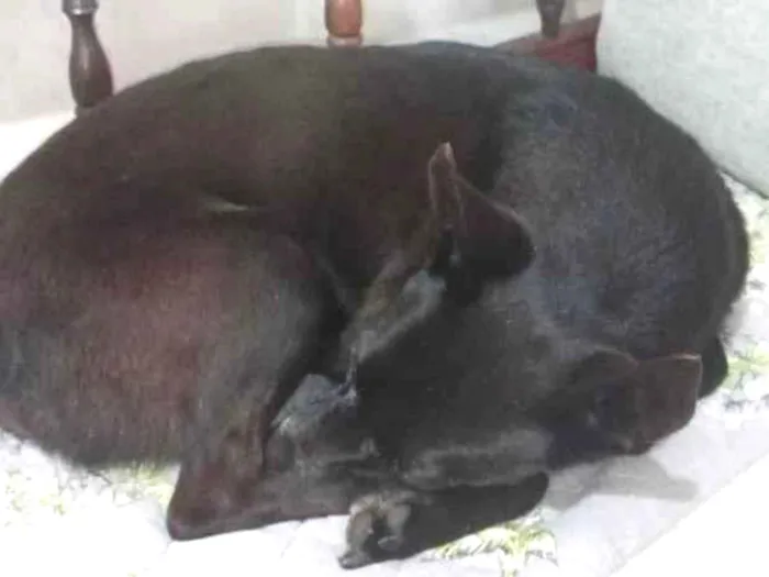 Cachorro raça SRD-ViraLata idade 6 ou mais anos nome cacau