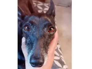 Cachorro raça SRD-ViraLata idade 6 ou mais anos nome cacau