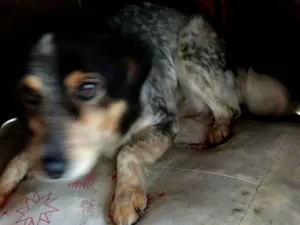Cachorro raça SRD-ViraLata idade 6 ou mais anos nome Bethovinha