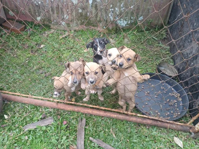 Cachorro raça SRD-ViraLata idade 2 a 6 meses nome sem nomes 