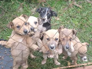 Cachorro raça SRD-ViraLata idade 2 a 6 meses nome sem nomes 