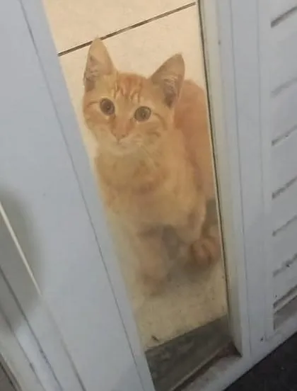Gato raça SRD-ViraLata idade 2 a 6 meses nome Ronaldo