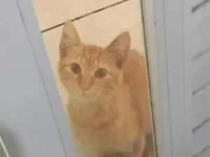 Gato raça SRD-ViraLata idade 2 a 6 meses nome Ronaldo