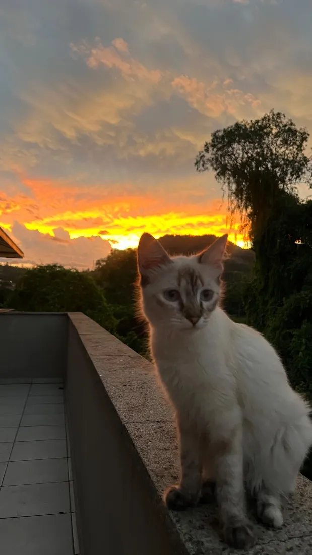 Gato raça SRD-ViraLata idade 1 ano nome Cristal