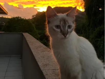 Gato raça SRD-ViraLata idade 1 ano nome Cristal