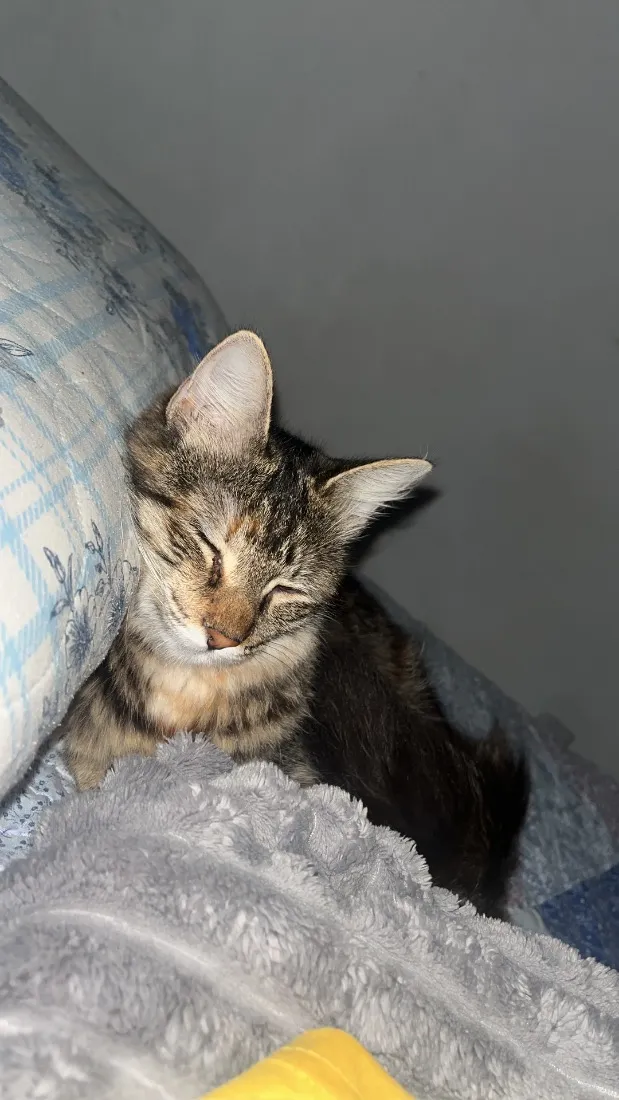 Gato raça SRD-ViraLata idade 1 ano nome Ametista