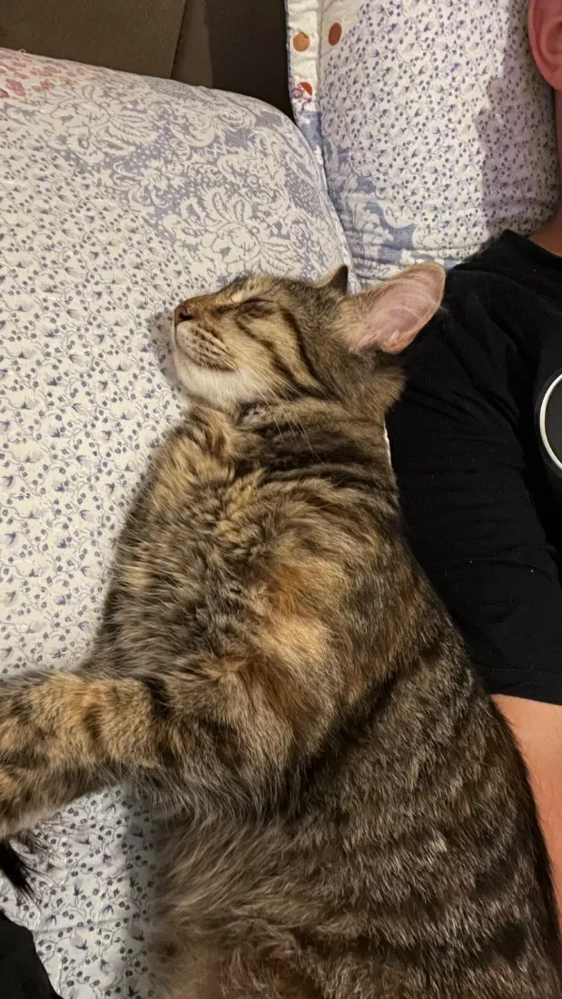 Gato raça SRD-ViraLata idade 1 ano nome Ametista