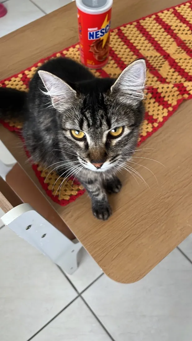 Gato raça SRD-ViraLata idade 1 ano nome Jade