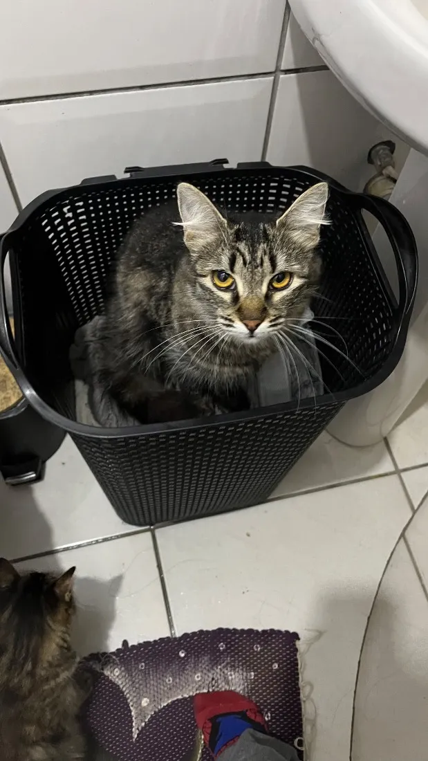 Gato raça SRD-ViraLata idade 1 ano nome Jade