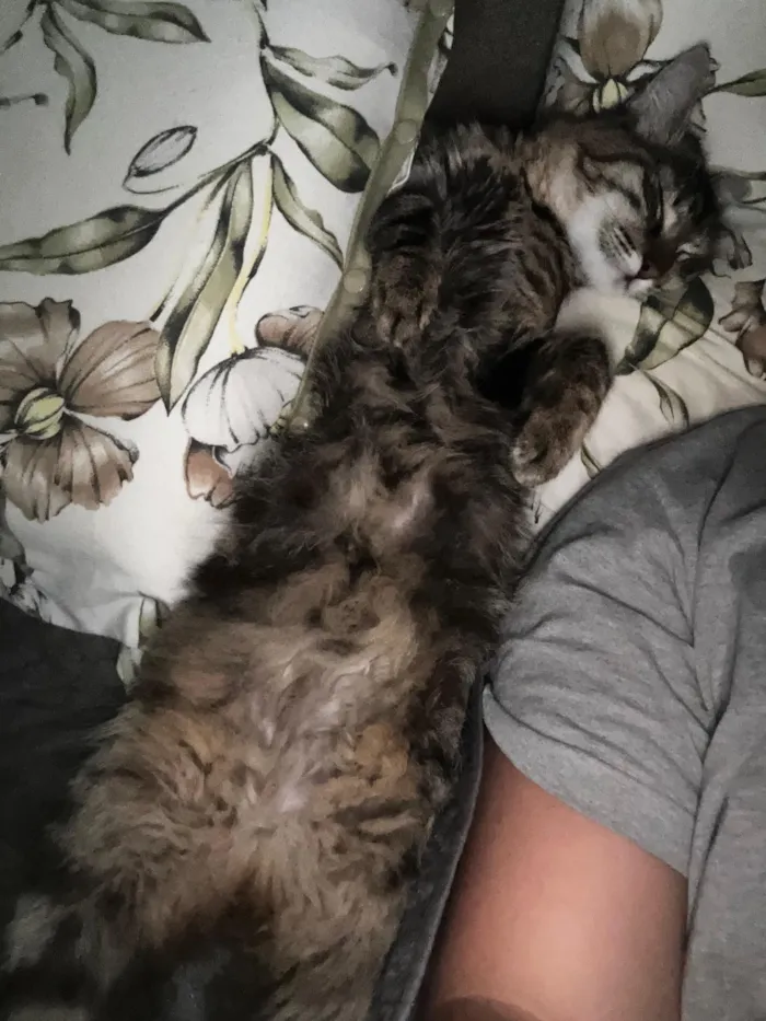 Gato raça SRD-ViraLata idade 1 ano nome Jade