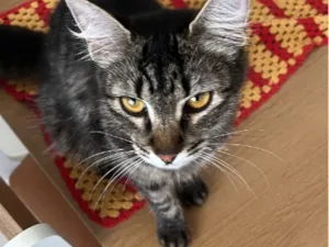 Gato raça SRD-ViraLata idade 1 ano nome Jade