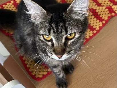 Gato raça SRD-ViraLata idade 1 ano nome Jade