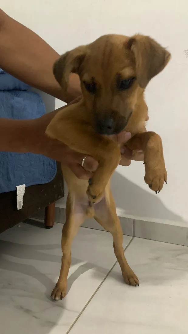 Cachorro raça SRD-ViraLata idade 2 a 6 meses nome Paçoca 