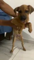 Paçoca 