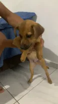 Paçoca 