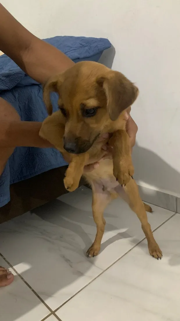 Cachorro raça SRD-ViraLata idade 2 a 6 meses nome Paçoca 