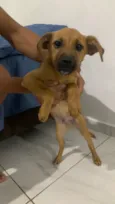 Paçoca 