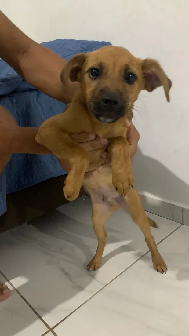 Cachorro raça SRD-ViraLata idade 2 a 6 meses nome Paçoca 