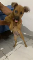 Paçoca 