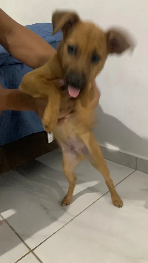 Cachorro raça SRD-ViraLata idade 2 a 6 meses nome Paçoca 
