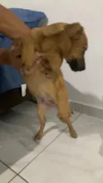 Paçoca 