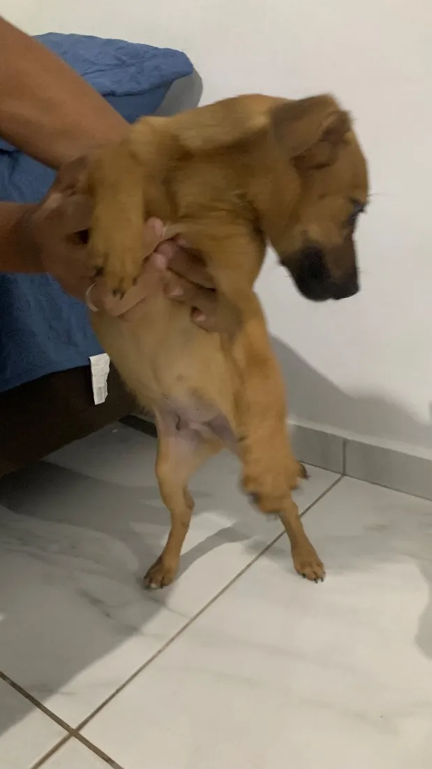 Cachorro raça SRD-ViraLata idade 2 a 6 meses nome Paçoca 