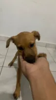 Paçoca 