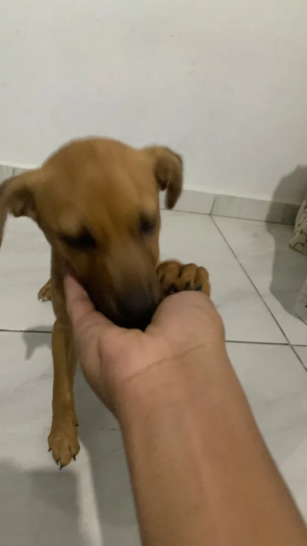 Cachorro raça SRD-ViraLata idade 2 a 6 meses nome Paçoca 