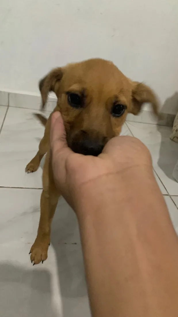 Cachorro raça SRD-ViraLata idade 2 a 6 meses nome Paçoca 
