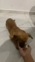 Paçoca 