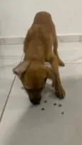 Paçoca 