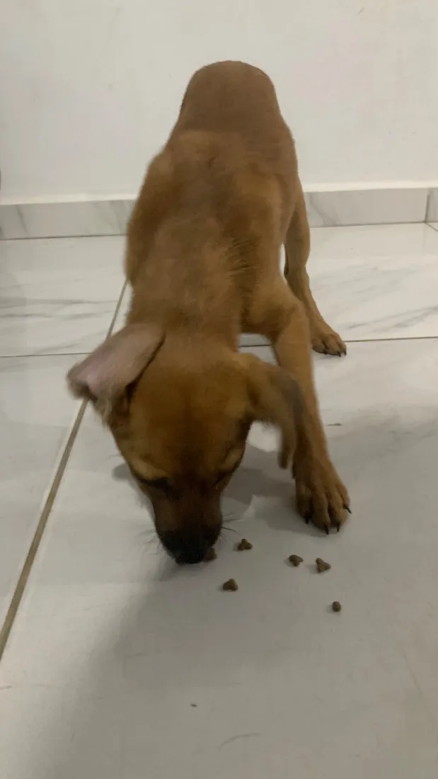 Cachorro raça SRD-ViraLata idade 2 a 6 meses nome Paçoca 