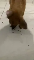 Paçoca 