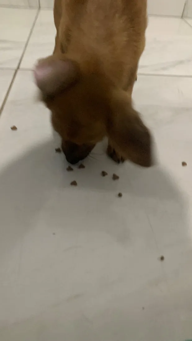 Cachorro raça SRD-ViraLata idade 2 a 6 meses nome Paçoca 