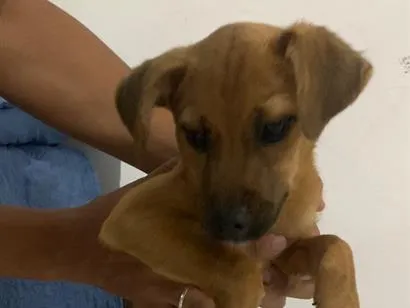 Cachorro raça SRD-ViraLata idade 2 a 6 meses nome Paçoca 